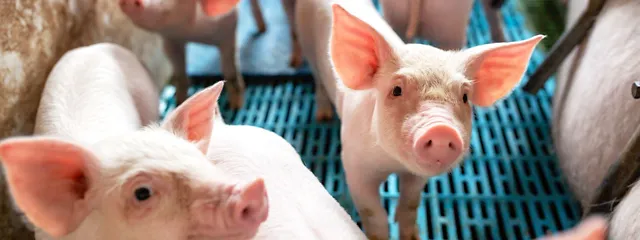 Porsaita porsituskarsinassa