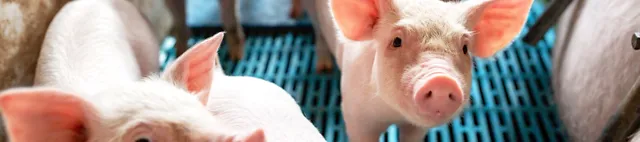 Porsaita porsituskarsinassa