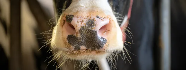 Prim plan al gurii vitelor