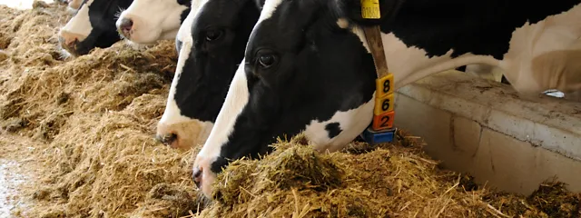 Cows fedding