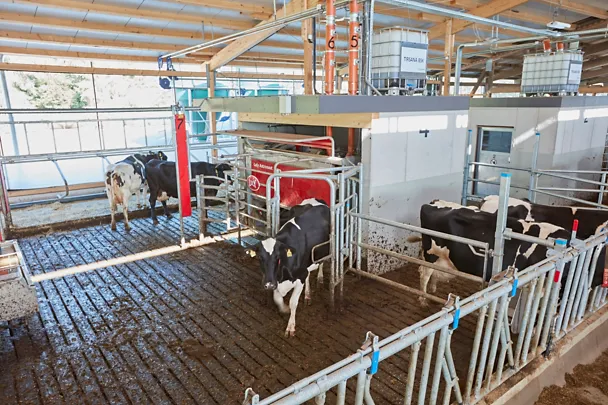 Automatic milking machine in the barn