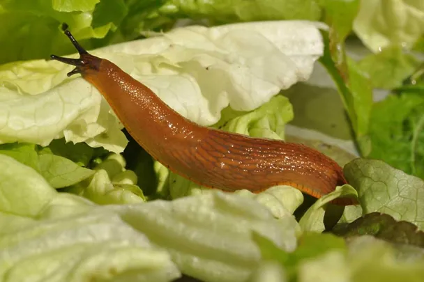 Nacktschnecke auf Salat