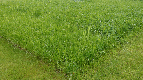 GreenStar DLG-Feldtage 2024