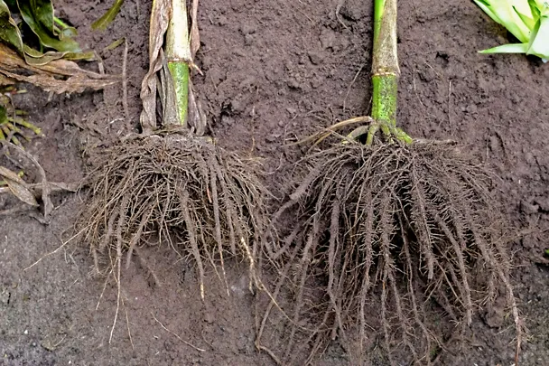 Wurzeln zweier Maispflanzen