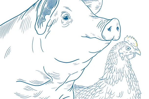 Graphische Illustration eines Schweins und einer Legehenne Graphische Illustration eines Schweins und einer Legehenne