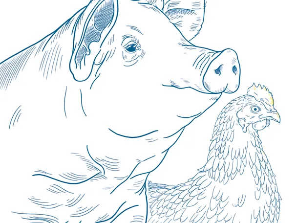 Graphische Illustration eines Schweins und einer Legehenne