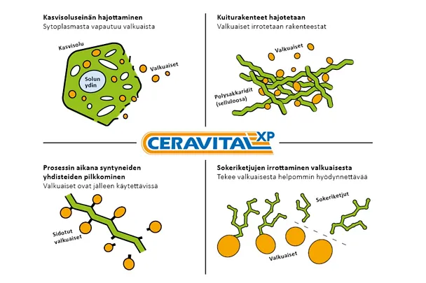 Darstellungen_FI_2511194 - ceravital xp