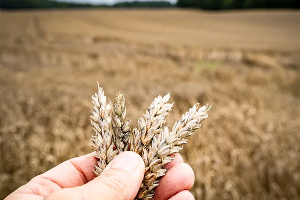 de_sbe_am_getreidekonservierung_1000x750_72dpi
