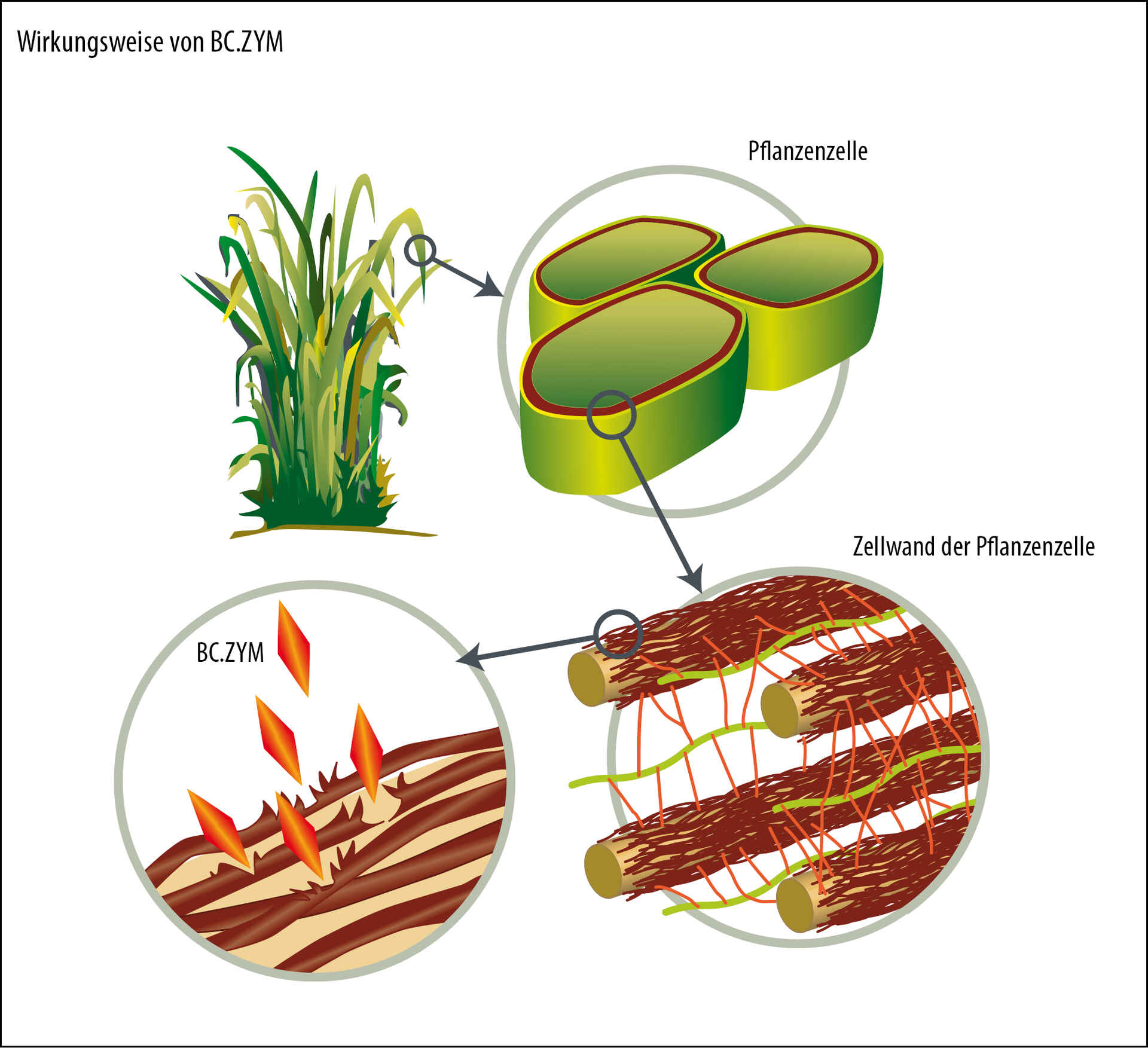 Effect of enzymes