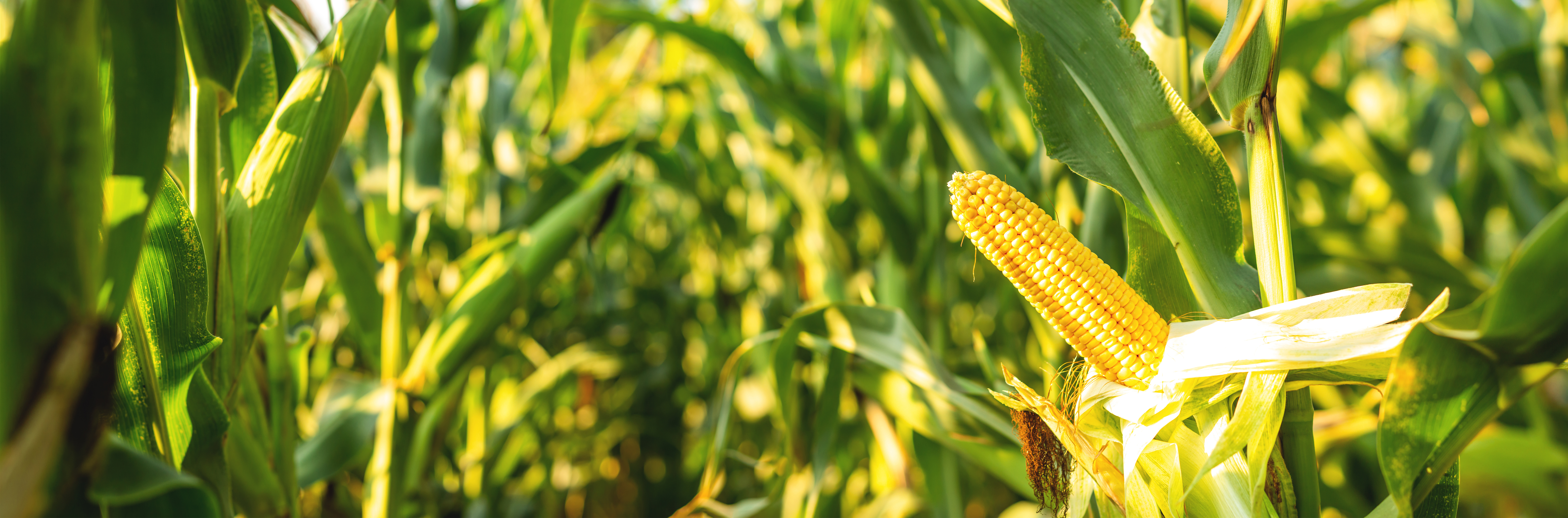 AdobeStock_526304481_Taras Rudenko_gespiegelt_neu