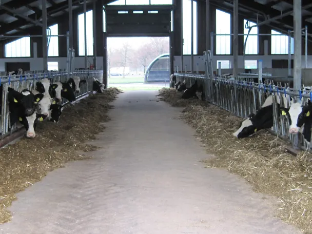 Jungvieh im Stall von Gut Hülsenberg in Wahlstedt Jungvieh im Stall von Gut Hülsenberg in Wahlstedt