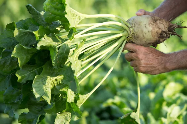 Landwirt mit Zuckerrübe in der Hand auf dem Feld