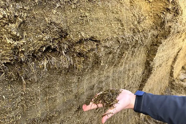 Eine Hand hält eine hochwertige Grassilage mit GREENSTAR Struktur in die Kamera.