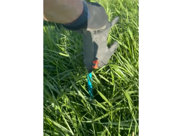 Gräser_DLG-Feldtage_vor_Schnitt_20cm_HartblättrigerRohrschwingel Gräser_DLG-Feldtage_vor_Schnitt_20cm_HartblättrigerRohrschwingel