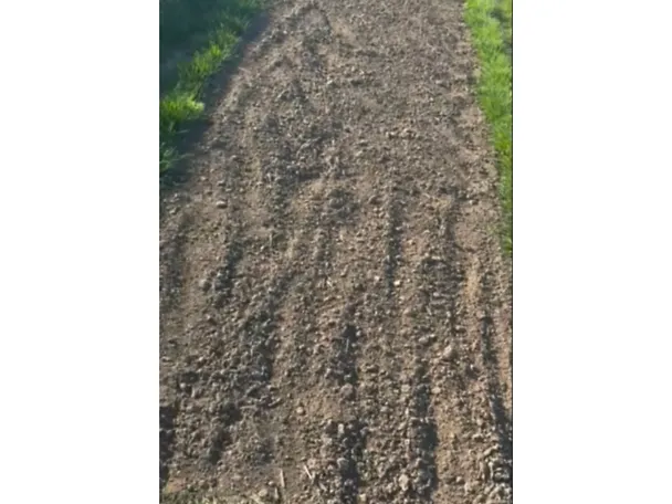 Gräser_DLG-Feldtage_Fläche_für_Teff Gräser_DLG-Feldtage_Fläche_für_Teff