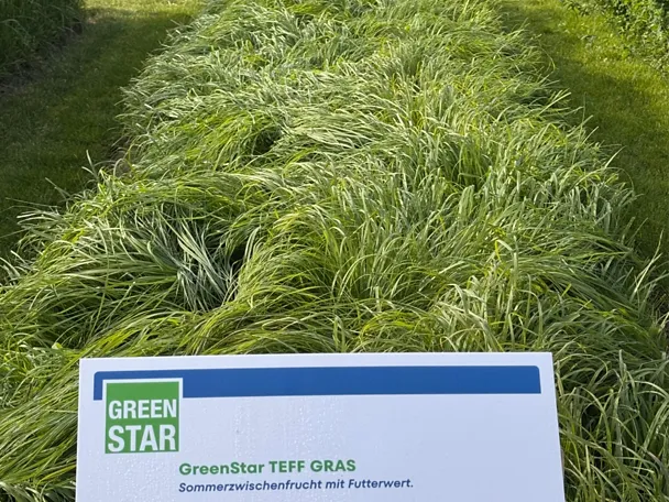 GreenStar TEFF GRAS - Parzelle auf der Versuchsfläche der DLG-Feldtage 2026 GreenStar TEFF GRAS - Parzelle auf der Versuchsfläche der DLG-Feldtage 2026