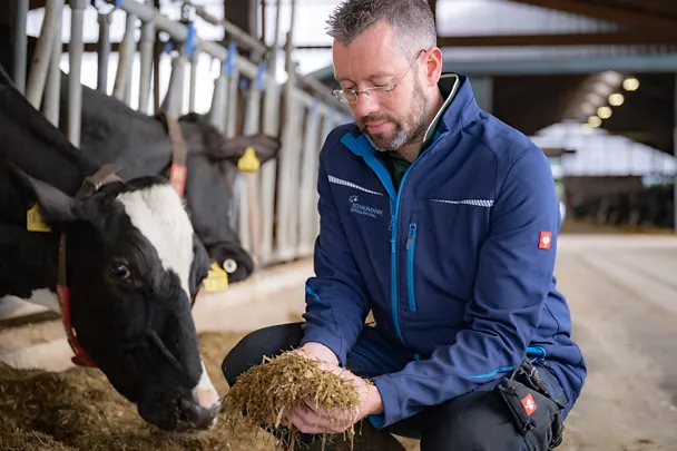 Ein Landwirt hält Futter in der Hand und untersucht die Futterration im Milchkuhstall