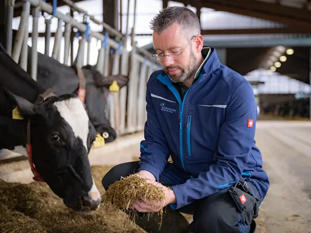 Ein Landwirt hält Futter in der Hand und untersucht die Futterration im Milchkuhstall