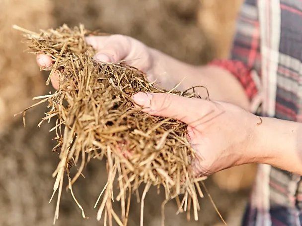 Eine Person hält Grassilage in den Händen