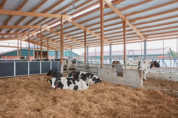 Trockenstehende Milchkühe im Stall von Gut Hülsenberg