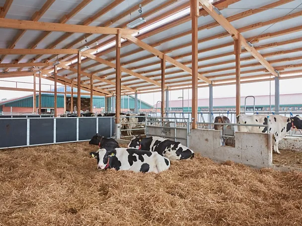 Trockenstehende Milchkühe im Stall von Gut Hülsenberg