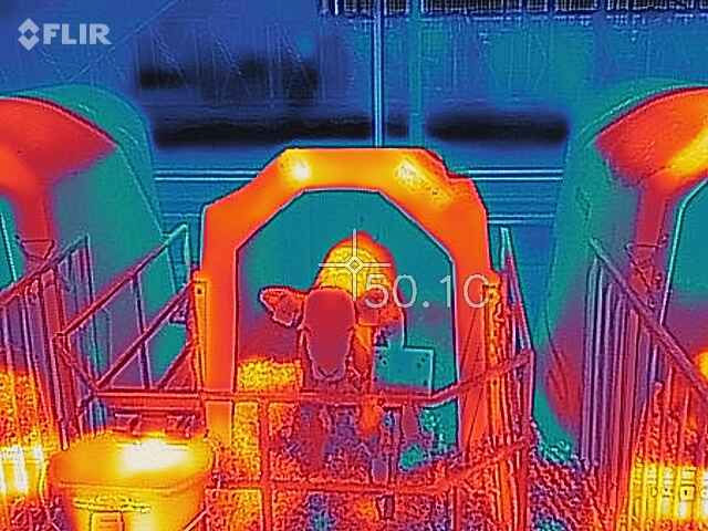 Hitzestress bei einem Kalb im Kälberiglu