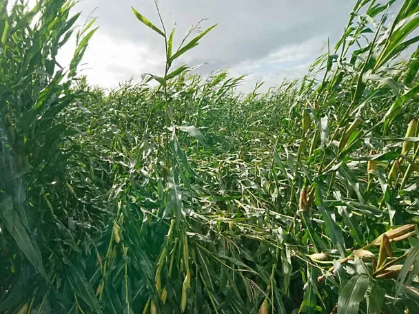 Lagerschaden im Maisbestand nach Sturm Lagerschaden im Maisbestand nach Sturm