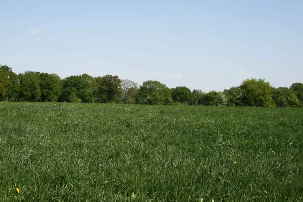 Grasbestand