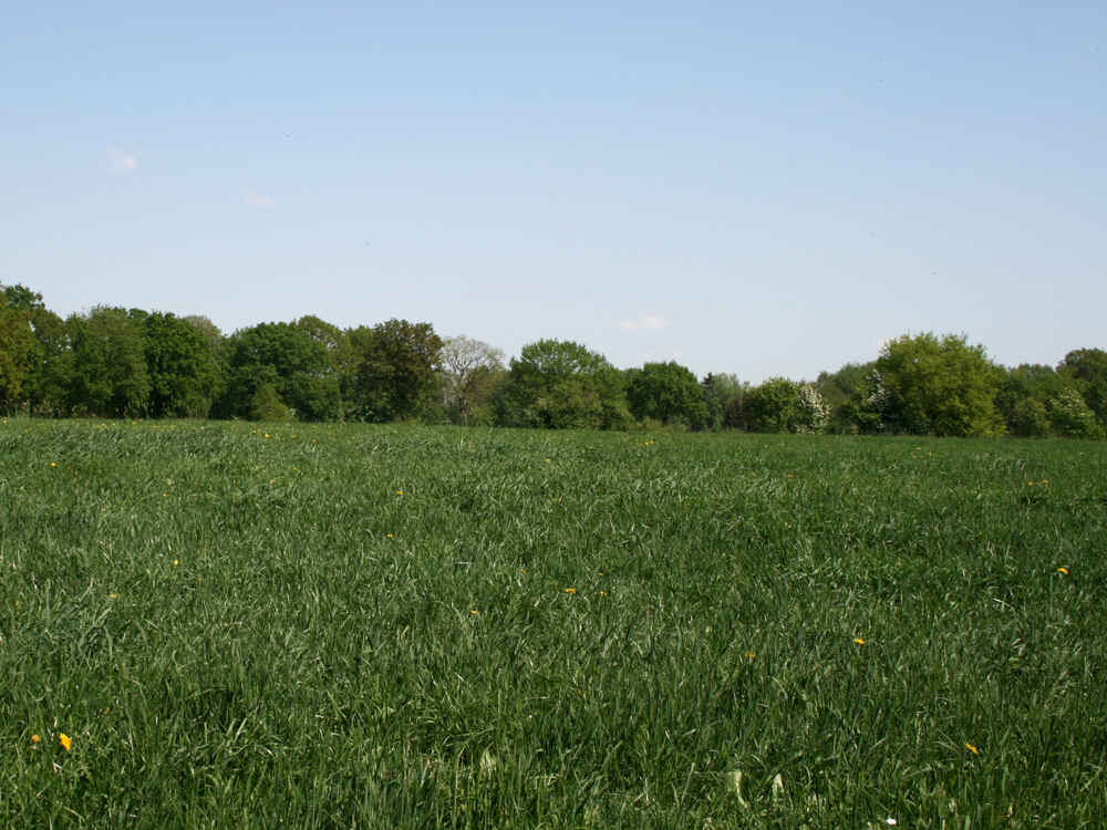 Weide mit Gräsern und Löwenzahn