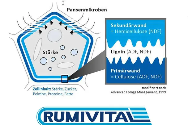 RUMIVITAL
