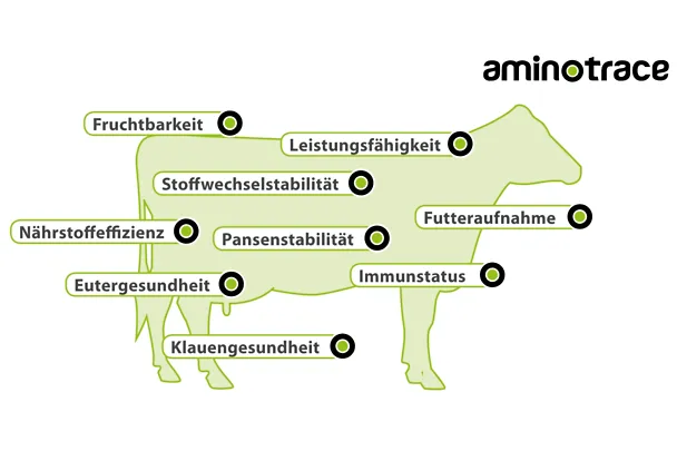 AMINOTRACE bei Rindern AMINOTRACE bei Rindern