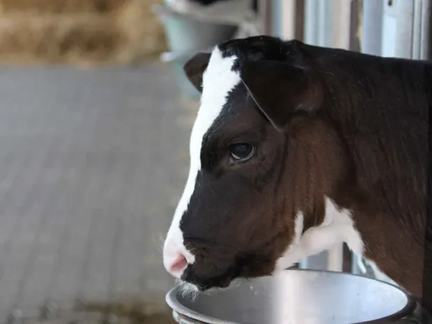 Kalb im Kälberiglu mit Futterschale