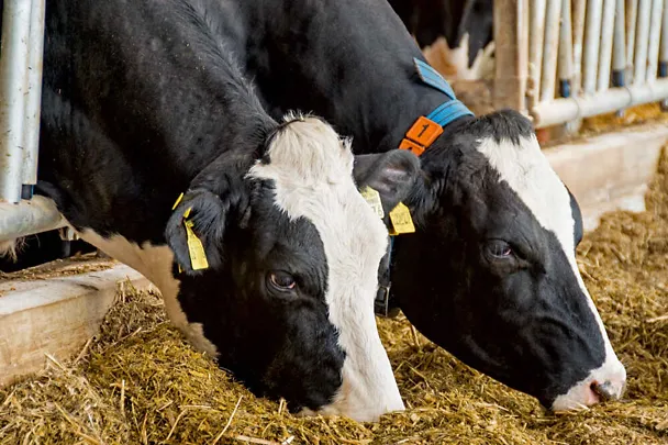 Zwei Milchkühe beim Fressen