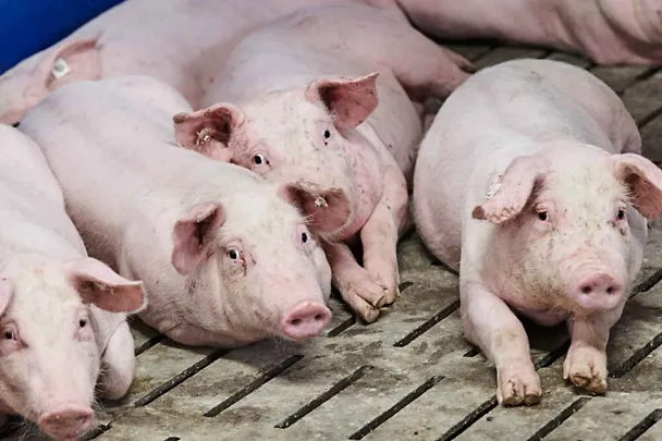 Mastschweine liegen im Stall Mastschweine liegen im Stall