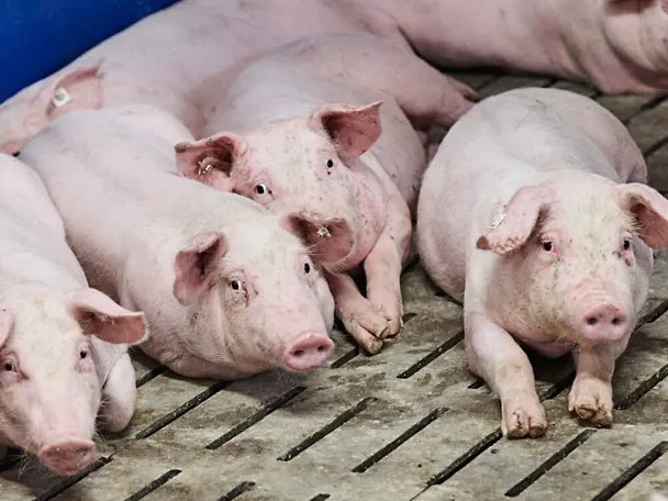Mastschweine liegen im Stall