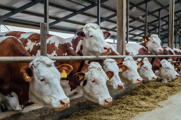 Fleckviehkühe am Futtertisch eines Kuhstalls