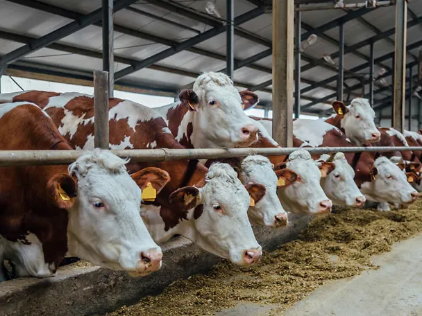 Fleckviehkühe am Futtertisch eines Kuhstalls
