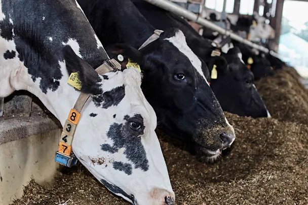 Holstein-Kühe am Futtertisch