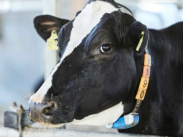 Portrait einer schwarzbunten Milchkuh Portrait einer schwarzbunten Milchkuh