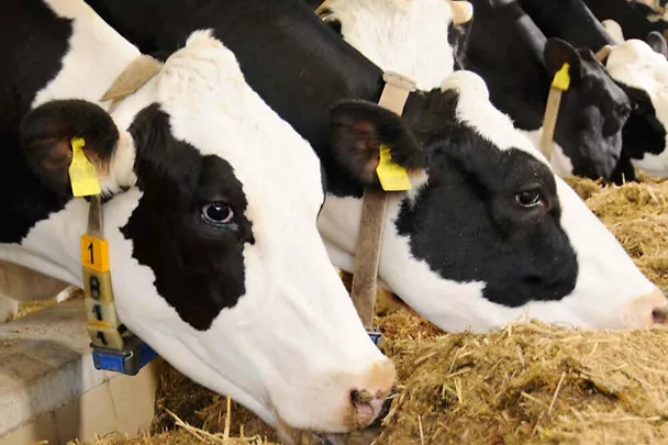 Holstein-Kühe am Futtertisch