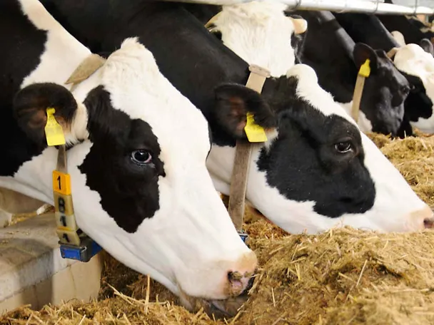 Holstein-Kühe am Futtertisch