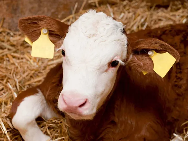 Fleckviehkalb im Stroh