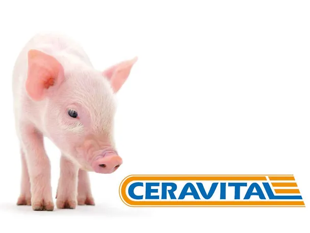 CERAVITAL in der Ferkelaufzucht