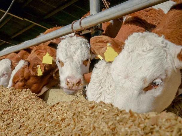 Mastbullen am Futtertisch fressen Futter