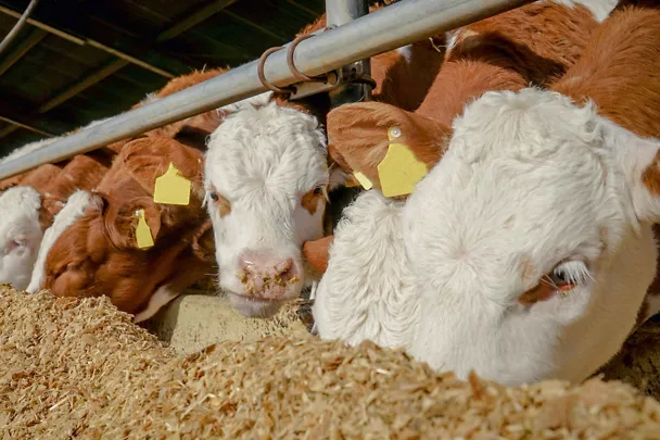 Fressende Mastbullen am Futtertisch