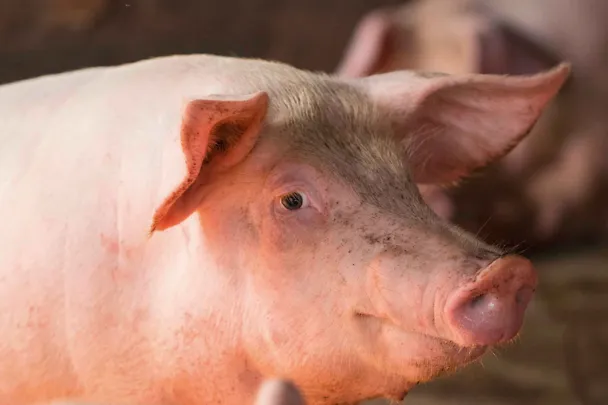 Schwein steht im Stall
