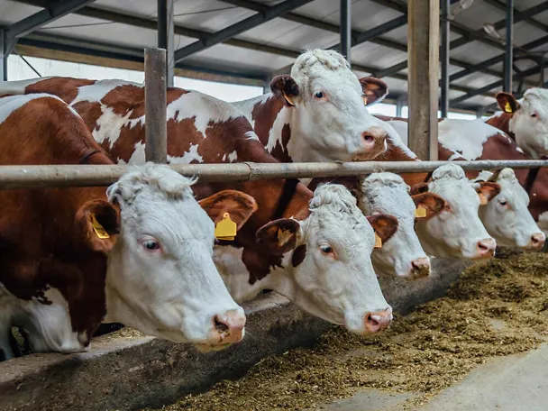 Fleckviehkühe am Futtertisch