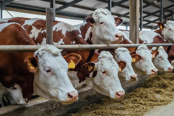 Fleckviehmilchvieh am Futtertisch