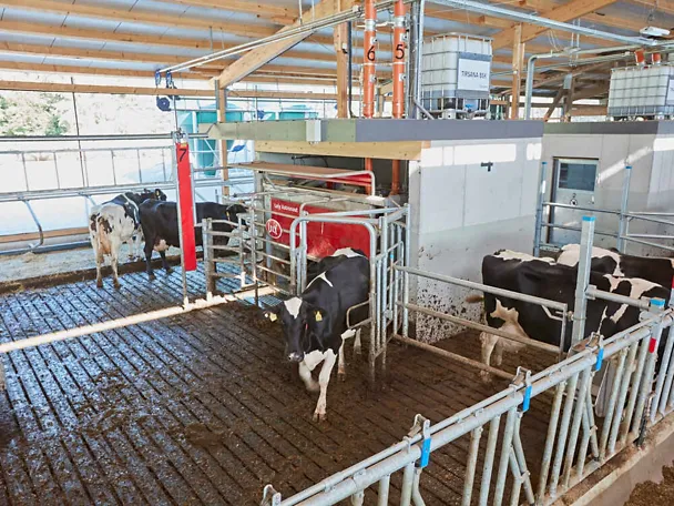 TIRSANA AMS im Kuhstall von Gut Hülsenberg mit Lely Melkroboter TIRSANA AMS im Kuhstall von Gut Hülsenberg mit Lely Melkroboter