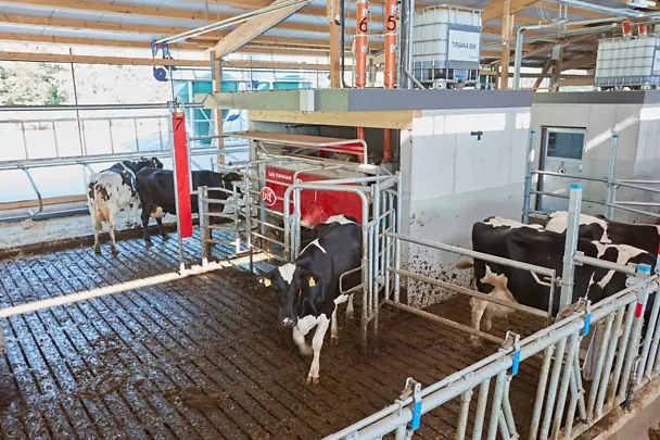 Kuhstall mit TIRSANA AMS und Melkroboter auf Gut Hülsenberg